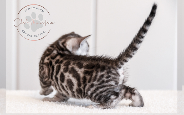 Bengal kitten for sale